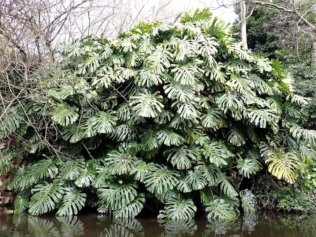 Monstera deliciosa with large split leaves