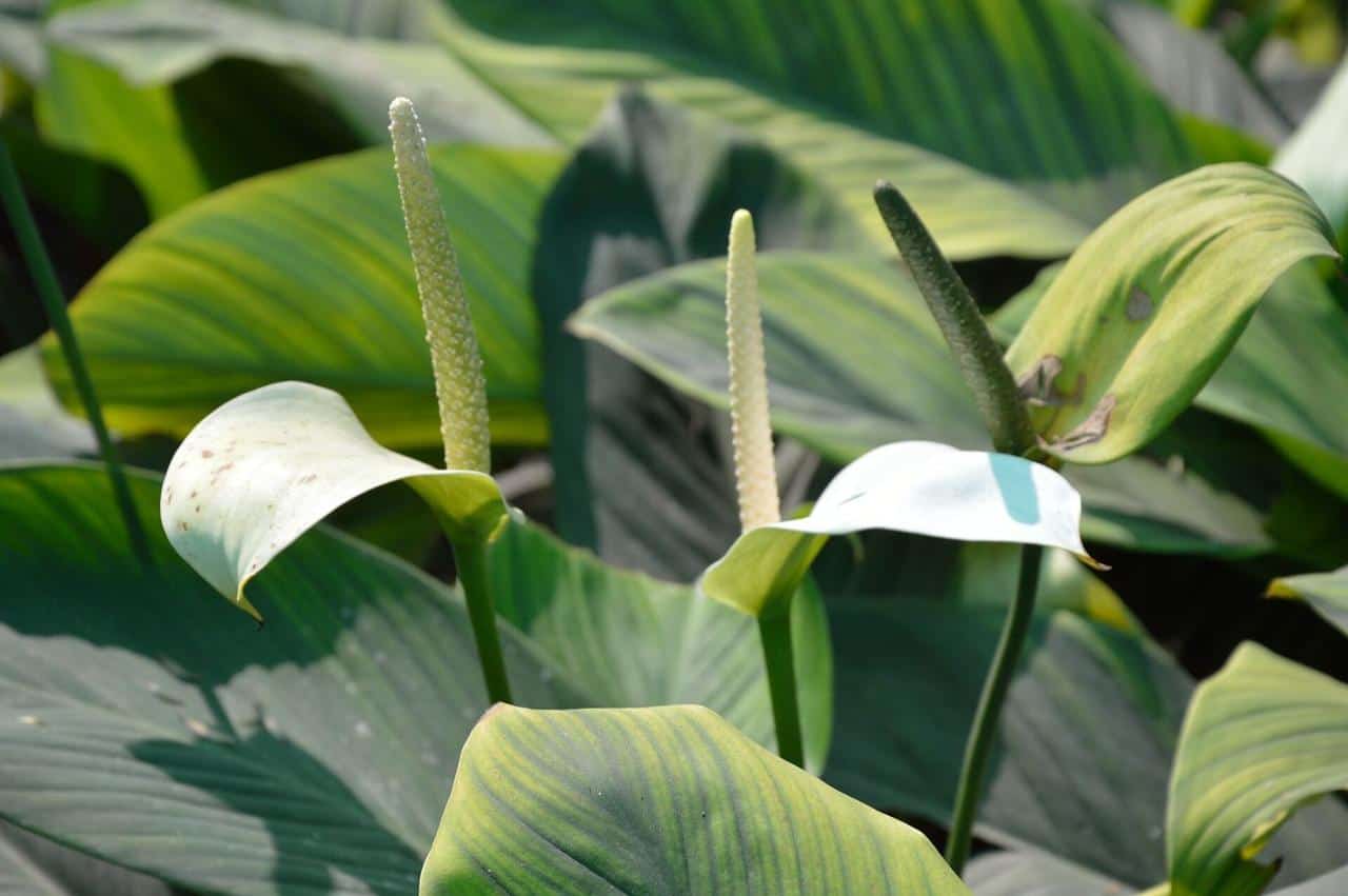 Peace lily with white spathes among dark green leaves