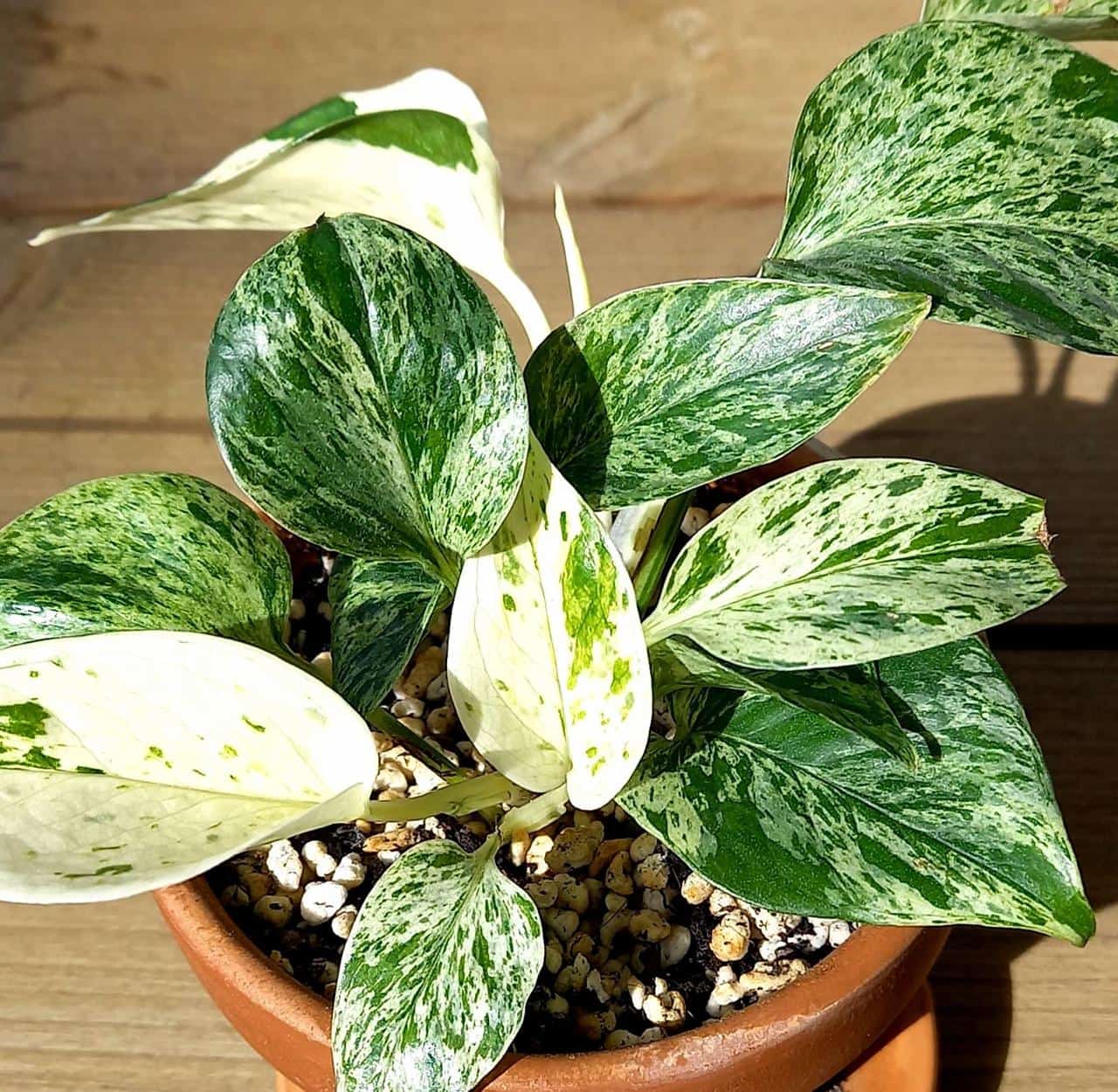 Marble Queen pothos with cream and green variegated leaves in a terracotta pot