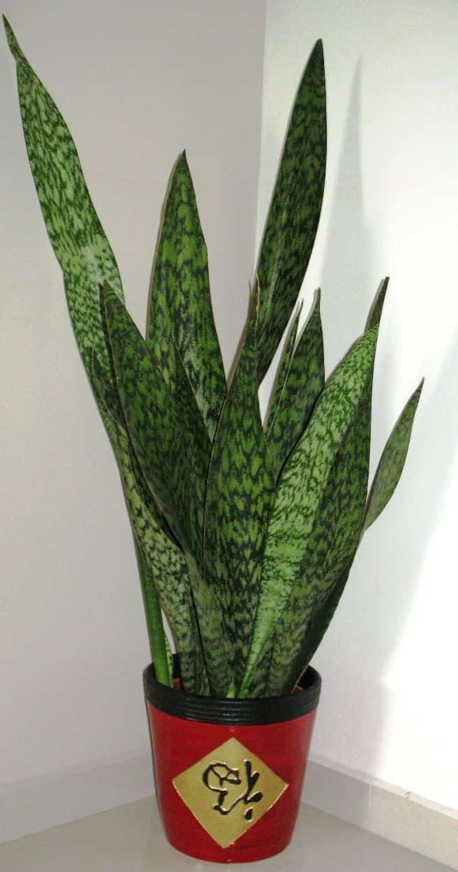 Snake plant with upright banded leaves in a red pot