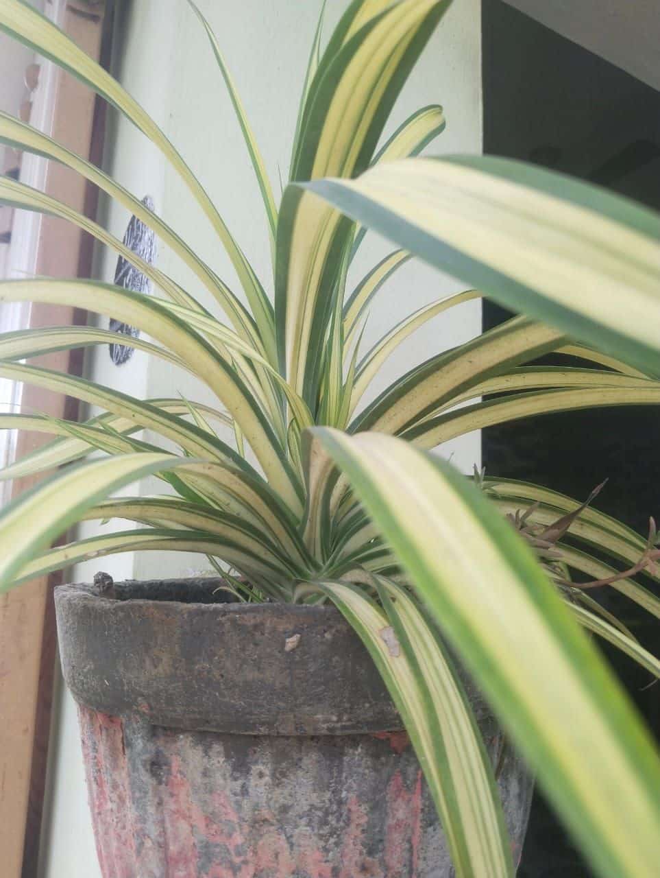 Variegated spider plant with arching striped leaves