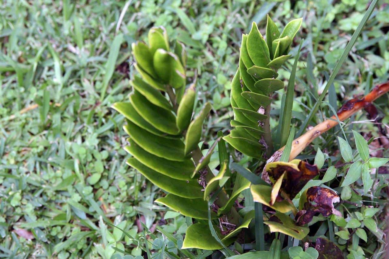 ZZ plant with glossy leaflets on upright stems